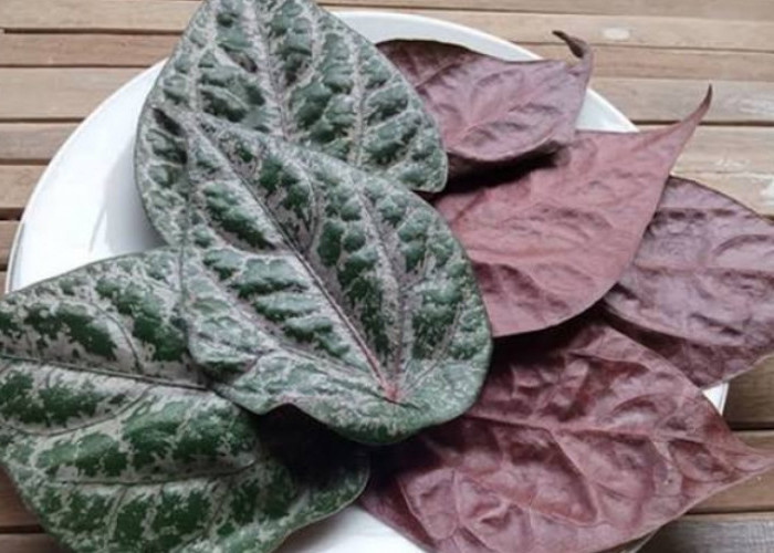 Daun Sirih Merah Tawarkan 5 Manfaat Utama untuk Kesehatan Tubuh Anda, Cek Disini!