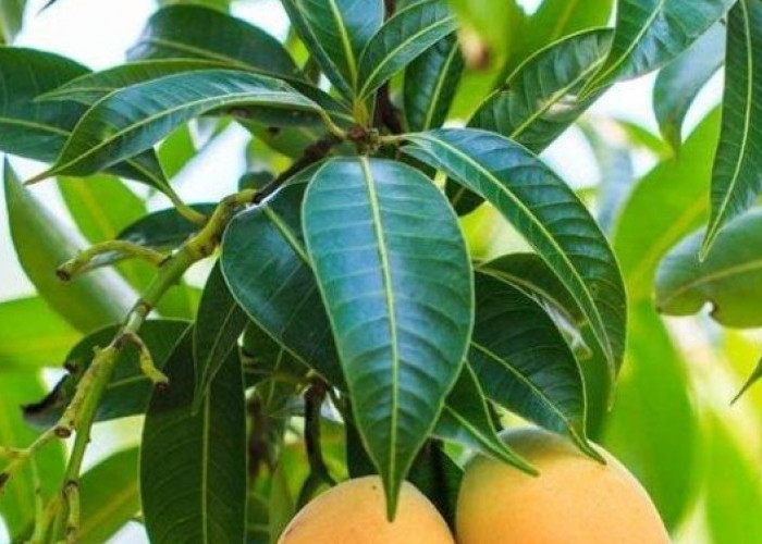 4 Efek Samping Konsumsi Daun Mangga Berlebihan, Memicu Gangguan Pencernaan 