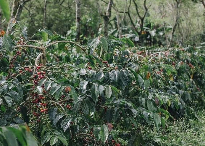 Harga Kopi di Seluma Masih Tinggi, Rp60.000 Per Kilogram