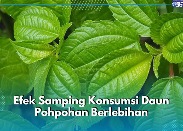 Hindari 5 Efek Samping Konsumsi Daun Pohpohan Berlebihan Ini, Bisa Sebabkan Gangguan Pencernaan