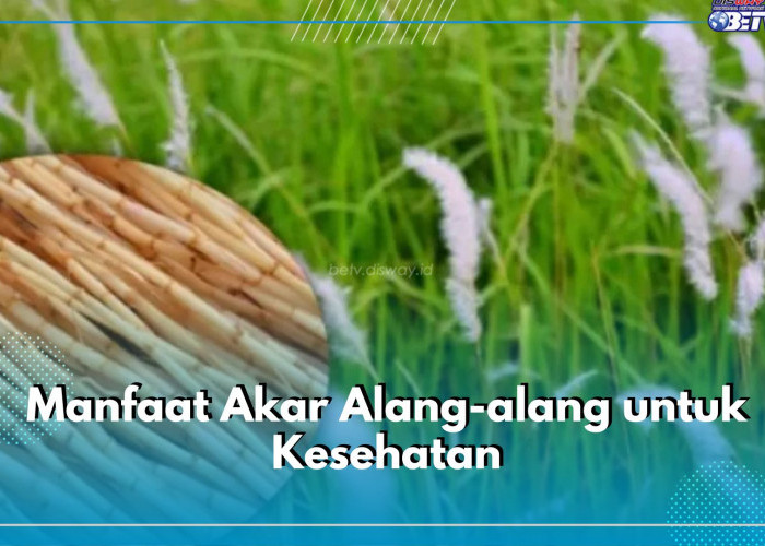 7 Manfaat Akar Alang-alang untik Kesehatan, Salah Satunya Mampu Mengatasi Panas Dalam