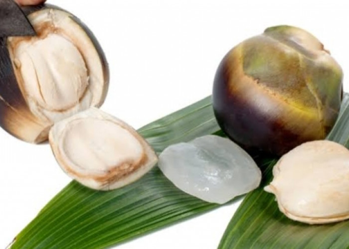 Menyimpan Banyak Air, Berikut Ini Sederet Efek Samping Konsumsi Buah Lontar Secata Berlebihan 