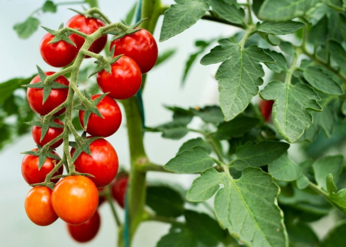Kaya Vitamin C, Ini 10 Manfaat Konsumsi Tomat Ceri dengan Rutin