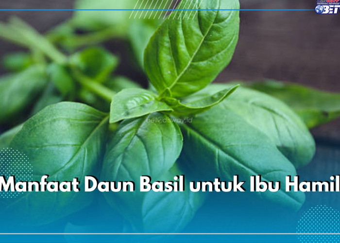 Tidak Banyak yang Tau, Ibu Hamil Boleh Mengonsumsi Daun Basil, Ini Manfaatnya Bagi Kandungan dan Janin