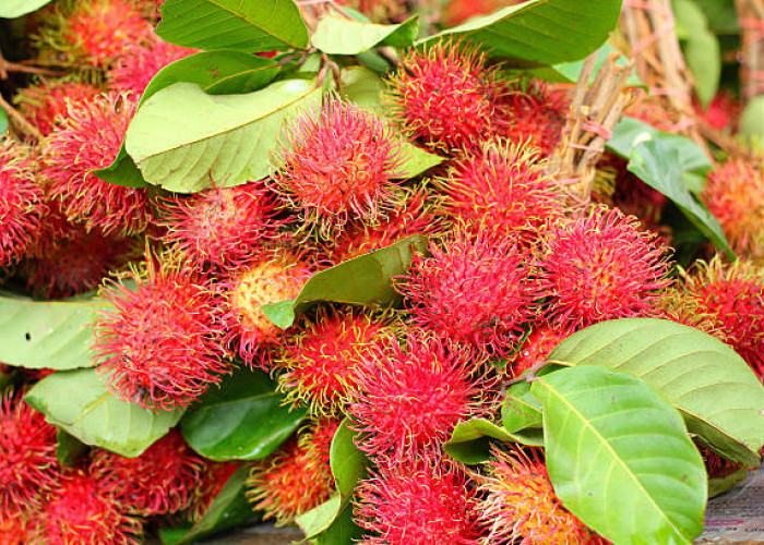 Jangan Kalap! Ini Masalah Kesehatan yang Akan Terjadi Jika Terlalu Banyak Konsumsi Rambutan