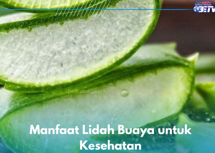 6 Manfaat Lidah Buaya yang Jarang Diketahui, Salah Satunya Bisa Menyembuhkan Luka