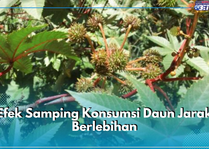 Kenali 5 Efek Samping Konsumsi Daun Jarak Berlebihan Ini dan Hindari Resikonya, Apa Saja?