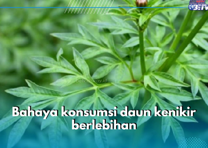 5 Bahaya Konsumsi Daun Kenikir Berlebihan yang Perlu Diwaspadai, Bisa Ganggu Keseimbangan Hormon