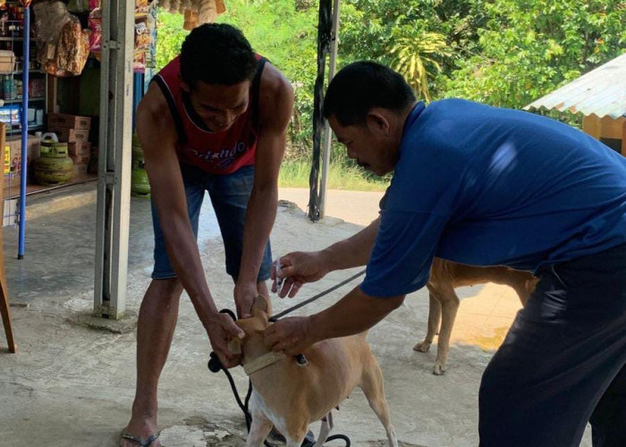 Proteksi Warga dari Bahaya Rabies, Pemkab Seluma Suntikkan 2.080 Dosis Vaksin HPR