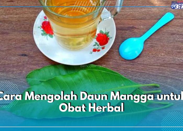 Dibuat Teh Herbal hingga Rebusan Sederhana, Ini 5 Cara Mengolah Daun Mangga Untuk Obat Herbal