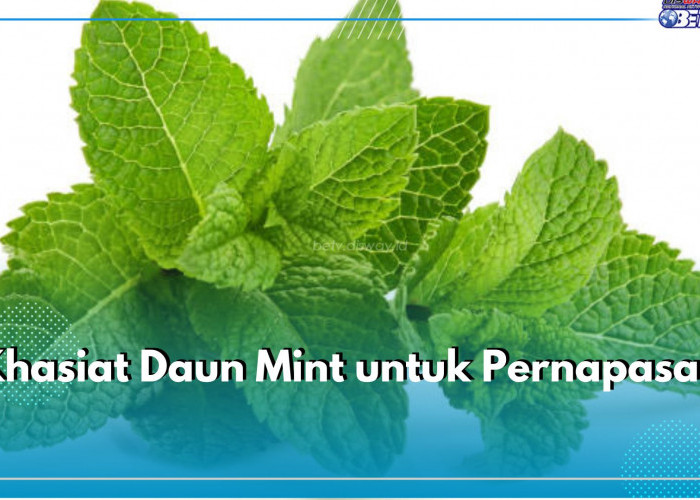 Bisa Bantu Atasi Beragam Masalah Pernapasan, Ini 5 Khasiat yang Ditawarkan oleh Daun Mint