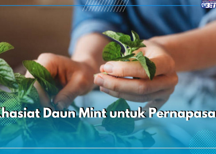 Baik untuk Penderita Asma, Ini Sederet Khasiat Daun Mint untuk Pernapasan 