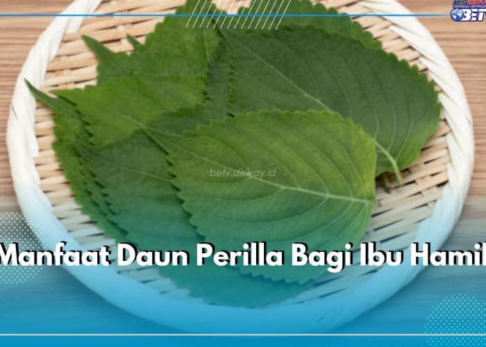 Daun Perilla Baik Dikonsumsi oleh Ibu Hamil, Ini 7 Manfaat yang Didapatkan untuk Kesehatannya