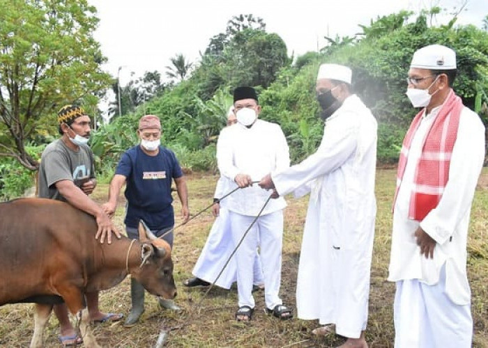 Hari Raya Idul Adha 1445 H, Pemkab Seluma Siapkan 5 Ekor Sapi untuk Kurban