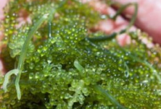 Kaya Mineral dan Serat, Manfaat Rumput Laut untuk Kesehatan yang Perlu Diketahui 