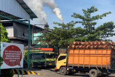 Harga Sawit PT SBS Naik Jadi Rp2.730 per Kilogram, Selisih Rp70 dengan PT BSL
