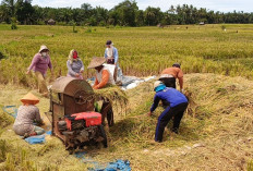 Capaian Gemilang, Produksi Gabah Kabupaten Seluma Tembus 53 Ribu Ton Sepanjang 2025