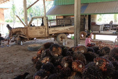 Harga Sawit Lagi Anjlok, Petani Bengkulu Selatan Jangan Nekat Panen Buah Mengkal