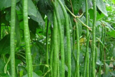 Ini 7 Efek Samping Kacang Panjang bagi Kesehatan, Hati-hati Konsumsi Berlebihan
