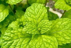 Cek di Sini! Manfaat Daun Mint untuk Rambut, Bisa Bantu Segarkan Kulit Kepala