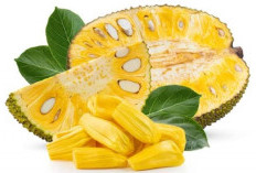 Penderita Alergi hingga Ginjal Dilarang untuk Konsumsi Buah Nangka, Mengapa? Ini Jawabannya!