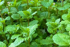 Bantu Menjaga Pencernaan, Ini 8 Manfaat Daun Mint bagi Kesehatan