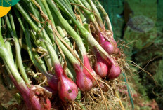Miliki Aroma yang Khas, Ini Segudang Manfaat Bawang Merah untuk Kesehatan Tubuh 