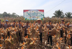 Sukses Kelola 10 Hektare Lahan, Polres Bengkulu Selatan Panen Raya 25 Ton Jagung