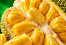 Bisa Memicu Kembung dan Alergi, Cek Efek Samping Nangka yang Jarang Diketahui Ini