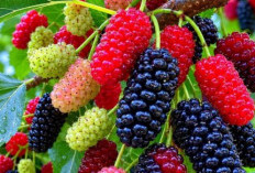 Efek Samping Konsumsi Buah Murbei bagi Kesehatan, Berlebihan Bisa Sebabkan Gangguan Pencernaan