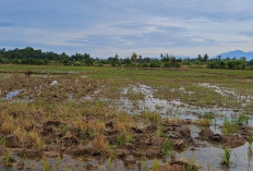 Terkendala Irigasi dan Akses Lahan, Serapan APBN Program Cetak Sawah di Bengkulu Baru 60,11 Persen