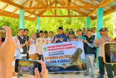 Sapi Kurban Presiden Prabowo Berbobot 1 Ton untuk Bengkulu Selatan Siap Dibagikan ke 30 Desa