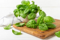 Taukah Kamu? Daun Basil Menyimpan Segudang Manfaat untuk Ibu Hamil, Cek Disini!