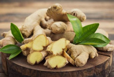 Jahe Emprit Dipercaya Ampuh Atasi Masuk Angin pada Anak, Cek Manfaat Lainnya Disini!