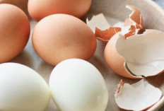 Kaya Protein, Cek Manfaat Konsumsi Telur Rebus bagi Kesehatan, Bisa Menjaga Massa Otot
