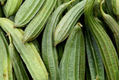 Bumil Wajib Tahu! Ini Efek Samping Konsumsi Sayur Gambas Secara Berlebihan