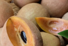 Cek di Sini! 7 Efek Samping Buah Sawo bagi Kesehatan, Hati-hati Berlebihan 