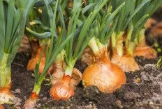 Dijamin Subur, Begini 7 Langkah Tepat Budidaya Bawang Bombai