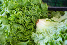 Jangan Sampai Salah, Cek Disini Jenis Makanan dan Minuman Sehat untuk Penderita Asam Urat 