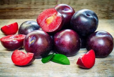 Penderita Diabetes Dilarang untuk Konsumsi Buah Plum, Cek Kelompok Lainnya Disini!