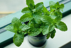 7 Manfaat Utama Konsumsi Daun Mint Secara Rutin, Sayang untuk Dilewatkan!