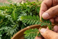 Perhatikan! Ini Daftar Kelompok Orang yang Pantang Konsumsi Daun Meniran