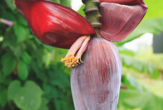 Cek Manfaat dari Jantung Pisang untuk Kesehatan, Sayuran Kaya Serat dan Nutrisi