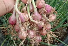 Ini Cara Mudah Menanam Bawang Merah di Pot, Bisa Panen Sendiri di Rumah