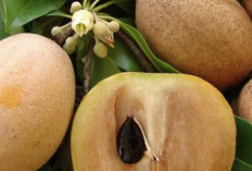 Cek di Sini! 8 Manfaat Buah Sawo untuk Kesehatan, Baik bagi Pencernaan