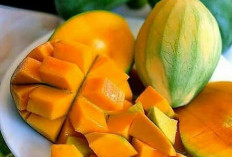 Hati-hati Konsumsi Berlebihan, Ini Efek Samping Buah Mangga bagi Kesehatan