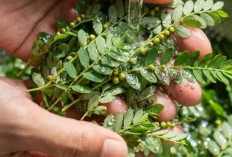 Daun Meniran Bagus untuk Dikonsumsi Penderita Asam Urat, Cek Manfaat Lainnya Disini!