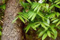 Cukup Ambil Air Rebusannya, Inilah Khasiat Daun Mahoni Bagi Tubuh 