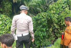 Hendak Menyalip Truk, Mobil Suzuki Futura Terjun ke Jurang di Padang Pelasan Seluma