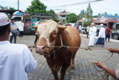 Sapi Kurban Presiden Prabowo Berbobot 1 Ton Resmi Diserahkan ke Masjid Al Anshor Kota Bengkulu